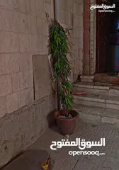  28 10لبن فله للبيع اقساط المطوب دفعه اوله 500 الف سعودي واسلمه اللبيت جاهز بعفشه بكل اوراقه سليمه