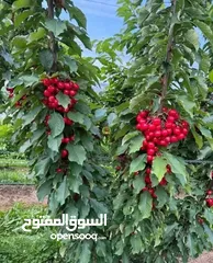  2 الحديقه والمنزل جميع انواع الاشجار المثمرة والأشجار الحرجيه ونباتات الزينة