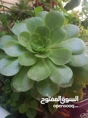  15 زريعه زينه للبيع