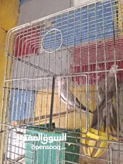  1 جوز وايت فيس