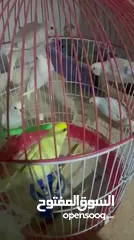  3 طيور حب صحه ونظافه