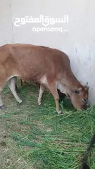  15 للبيع أبقار عمانية وجاعدة وكبش