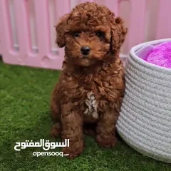 5 Toy Poodle - Tea Cup  ( puppy ) - Female