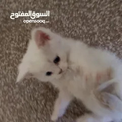  3 قطط سكوتش و شيرازي سكوتش فولد لعب