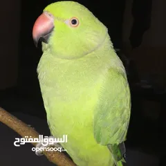  8 زوج ببغاء الدره أخضر ذَكَر و أُنثَ  Ringneck parrot one pair green color male and female