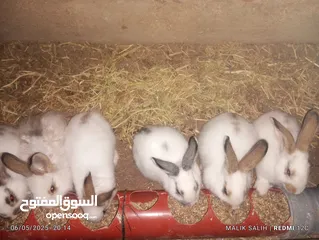  1 أرانب للبيع عمر شهرين ونص