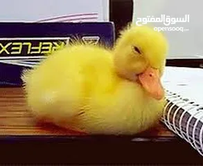  4 جوز قنفذ  وسلحفاه و قطه كتنز و بطه عدد 3 بطات  قنافذ اليفه و سلاحف بريه تربيه منزليه لقطه كوم هامستر