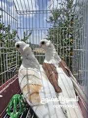  5 حمام اوزبيك روسي  وكالوت  نخب النخب