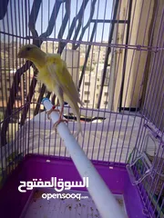 3 عصافير وطيور للبيع