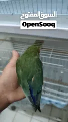  1 لافبيرد اليف