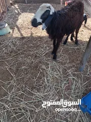  2 للبيع جاعده وكبش