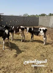  2 عجول هولنديات