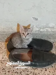  1 قطط لتبني  صغيره