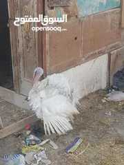  2 طقم حبش ابيض