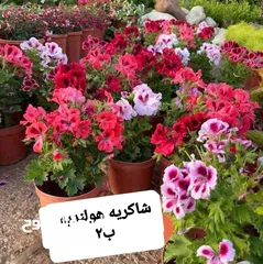  10 متوفر جميع انواع الاشجار المثمرة والزينة والورود وخدمة الزراع وتنسيق الحدائق وجميع انواع القواير