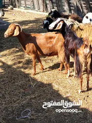  1 غنم للبيع حط سعرك