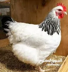  3 فرخات نخب سايكس عمر خمس اشهر ونصف ودجاج احمر سلالة محترمة  بياض بغزارة