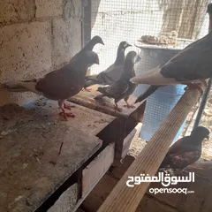  1 حمام منوع وملون