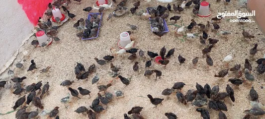  2 صيصان بلدي ومطروحي لوهمان فيومي عمر شهر