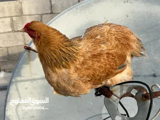  4 فرخة براهمه