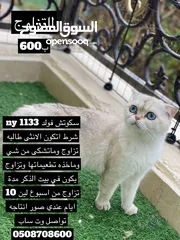  1 قطط  ذكور للتزاوج ((Male cats for mating ))