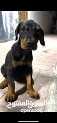  1 Doberman puppy female