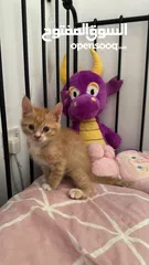  4 kitten adoption تبني