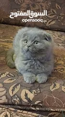  4 سكوتش فولد