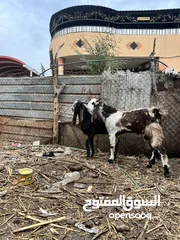  4 صخل افغاني