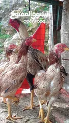 15 متاح بيض باكستاني خط اول..
