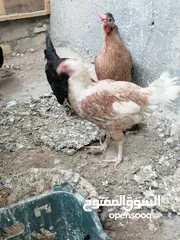  6 دجاج عرب البيع