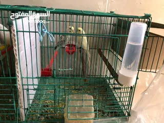  3 جوزين طيور حب مع قفص قابل لا التقسيم و كوخين