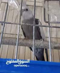  10 متاح في السلط