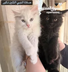  6 اربع قطط مكس هملايا وشيرازي انغورا للبيع :)