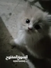  6 قطط للبيع همالايا ما شاء الله العمر شهر ونص