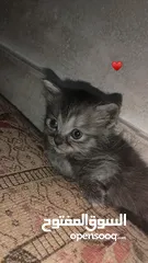  4 متوفر قطط مستوا عالي جدا