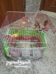 3 طيور كناري للبيع