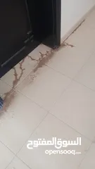  6 الصفوه لخدمات جلى الرخام والتلميع بكرستال وتنظيف الكنب والسجاد ورش الحشرات والتعقيم وتنظيف الفلل