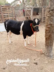  2 بجره حلوه مالت بيت نضيفه