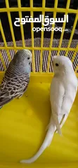  2 طيور حب [بادجي] 2 متوالفات و نشاط و نظافه تبارك الله .........