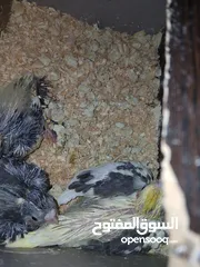  7 مجموعة فراخ كوكتيل