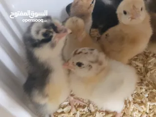  1 صيصان بلدي للبيع صحه نظيفه