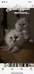  4 Kittens Himalayan