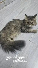  6 turkish female kitten/قطه تركيه