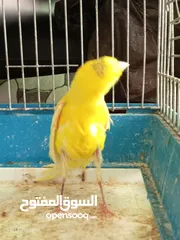  11 جوز كنار بناديق  شغال مع فرخهن