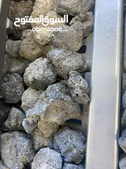 1 فحم حجري  حجر شاركول خاص في قرل الشاركول