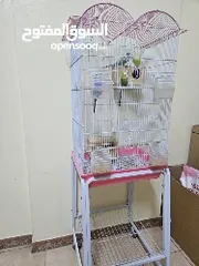  6 Budgie - 3 males 2 females