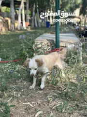 4 انثى لعوبه ونضيفه  عمرها سنه ونص للتواصل ع الواتس