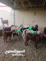  5 بيع الاغنام