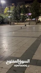  3 بكنيز بيور pekingese بيكينيز
